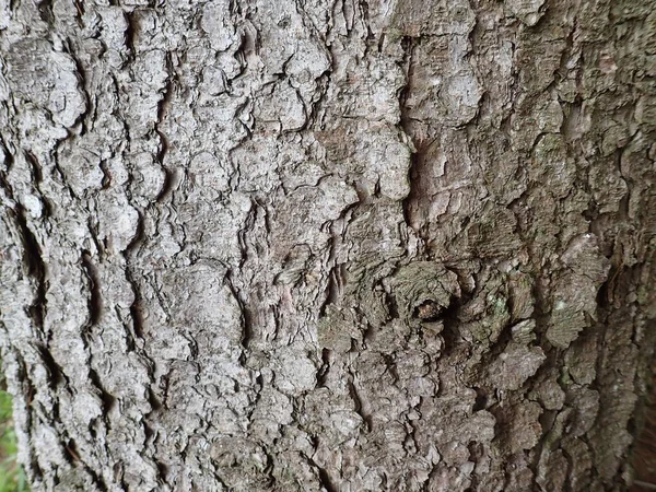 Detal Naturalnej Struktury Skóry Drzewa Drewnie — Zdjęcie stockowe