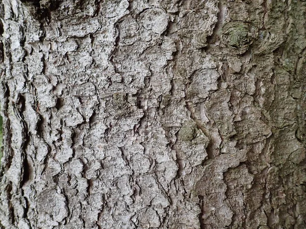 Detalhe Textura Natural Pele Árvore Uma Madeira — Fotografia de Stock