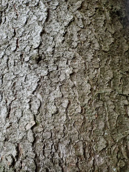 Detail Der Natürlichen Baumhautstruktur Einem Holz — Stockfoto