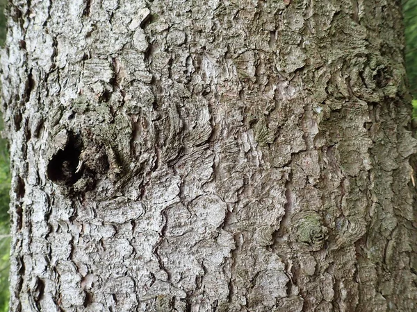 Détail Texture Naturelle Peau Arbre Dans Bois — Photo