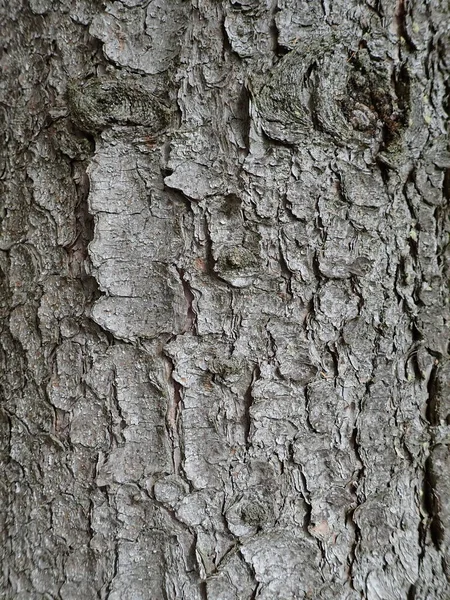 Detail Van Natuurlijke Boomhuid Textuur Een Hout — Stockfoto