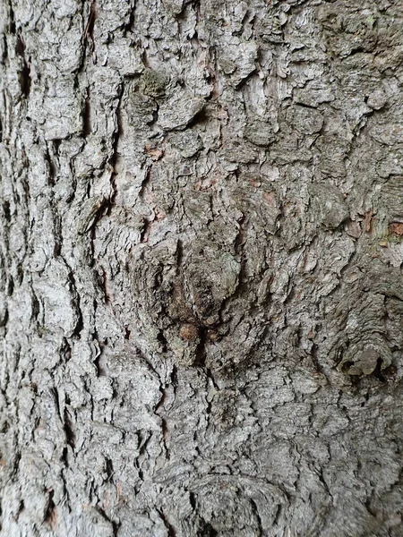 Detal Naturalnej Struktury Skóry Drzewa Drewnie — Zdjęcie stockowe