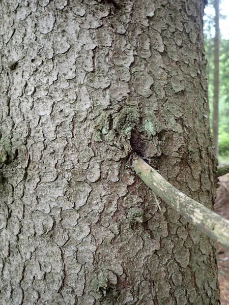Ağaçtaki Doğal Deri Dokusunun Ayrıntıları — Stok fotoğraf