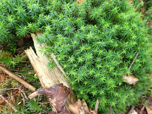 stock image a close detai od a green moss in the wood