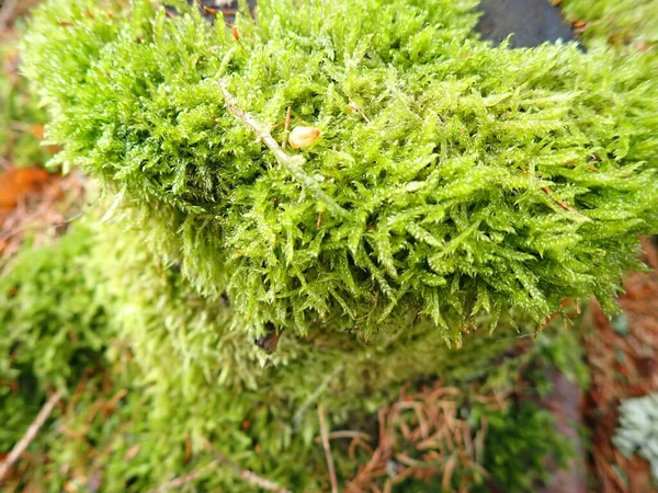 Úzké Detaily Zeleného Mechu Lese — Stock fotografie