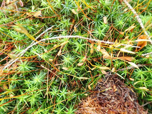 Close Detai Green Moss Wood — Stock Photo, Image