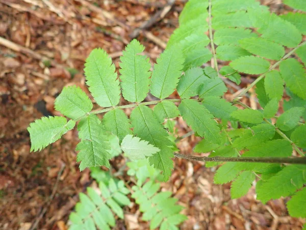 Úzký Detail Zeleného Listu Stromu — Stock fotografie
