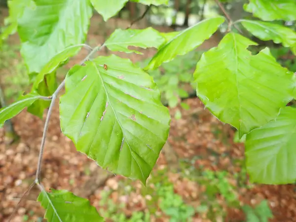 緑の木の葉の詳細は — ストック写真