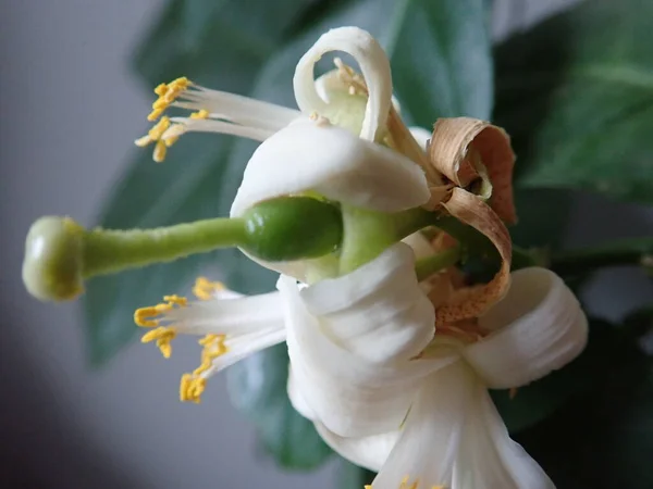 白い花のレモンの木の詳細 — ストック写真