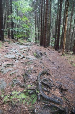 Güzel kayın ağacı ormanı Jizera dağlarında