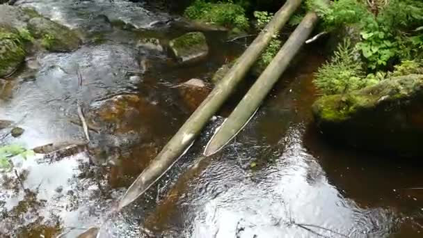 Rivière Eau Pure Dans Bois — Video