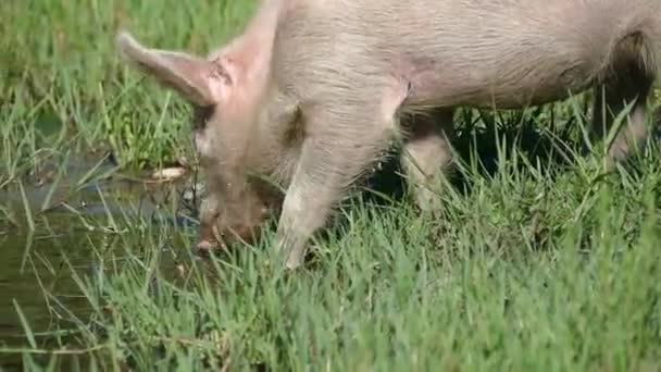 草のある緑色の草の上の豚 — ストック動画