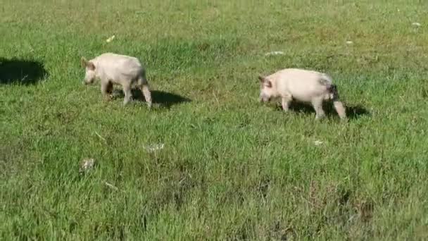 Cerdo Prado Verde Con Hierba — Vídeo de stock