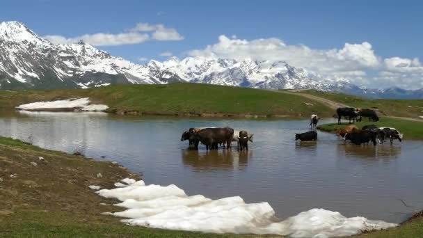 Vacas Una Montaña Svaneti Georgia — Vídeos de Stock