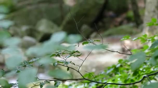 風の中の木の葉の詳細 — ストック動画
