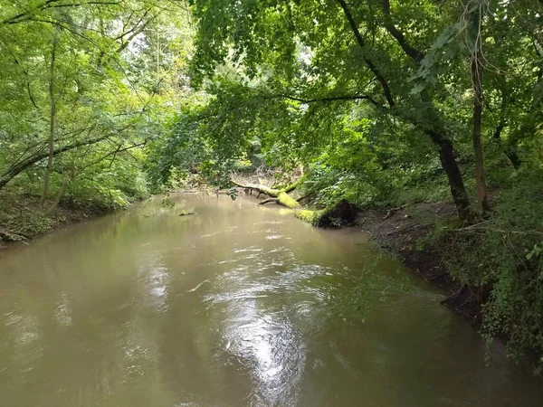 Rivière Eau Pure Boueuse Dans Nature Bois — Photo