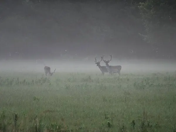 Wild Group Deers Misty Morning Nature — Stock Photo, Image