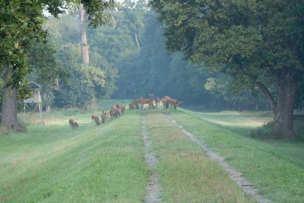 Wild Group Deers Misty Morning Nature — Stock Photo, Image