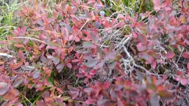 Sonbahar Renginde Yabanmersini Çalısı — Stok video