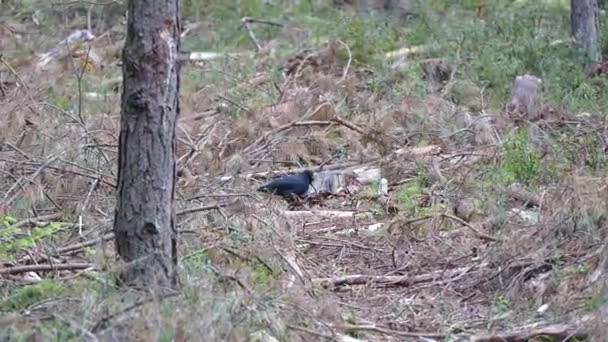 森林中的啄木鸟与大自然 — 图库视频影像