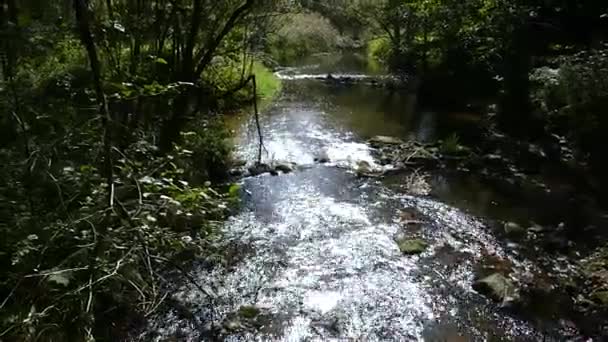Czysta Woda Rzeka Lesie — Wideo stockowe