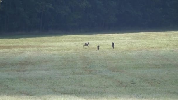 Group Deers Meadow — Stock Video