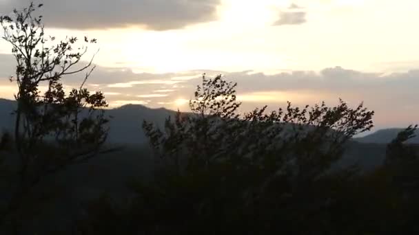 落日的秋风中的落叶树 — 图库视频影像