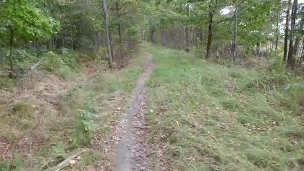 Sentier Dans Bois Forêt — Video