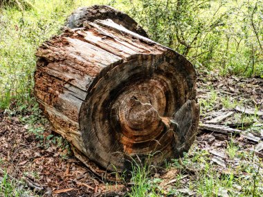 Sonbahar mevsiminde Çekoslovakya ormanlarında yürüyüş.