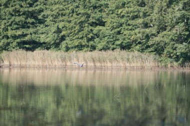 Ormandaki saf su birikintisi