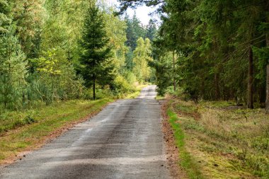 Sonbahar mevsiminde Çekoslovakya ormanlarında yürüyüş.