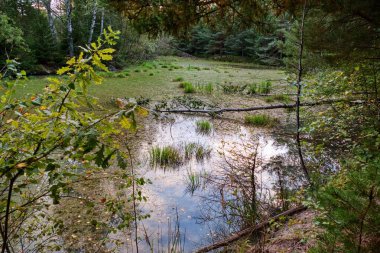 Ormandaki saf su nehri.