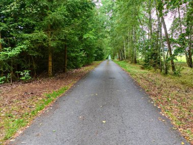 Sonbahar mevsiminde Çekoslovakya ormanlarında yürüyüş.