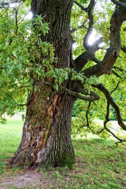 Ünlü turistik LEdnice şatosu ve Checz Cumhuriyeti 'ndeki Unesco parkı.