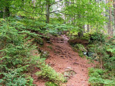 Sonbahar mevsiminde Çekoslovakya ormanlarında yürüyüş.
