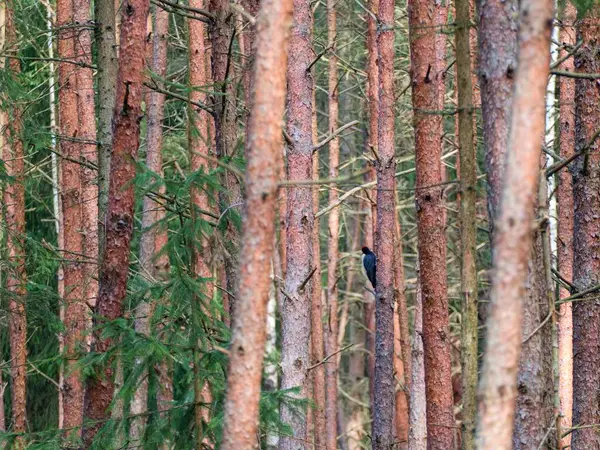 woodpecker bird in a forest ground nature