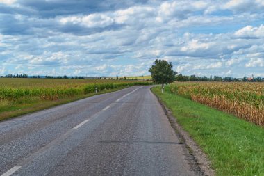 Çekoslovakya 'nın tarım arazisindeki dev mısır tarlası