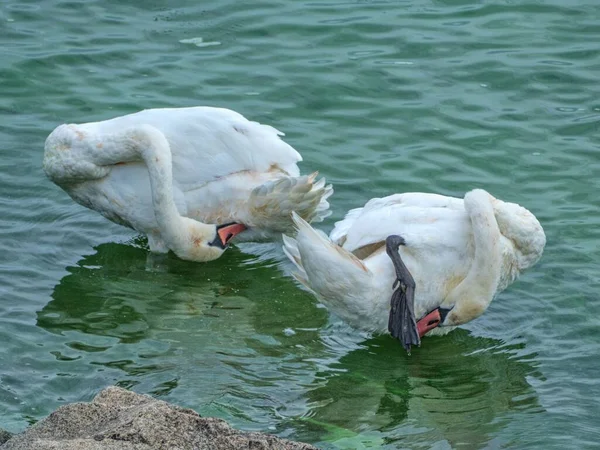 two swans on a lake in nature