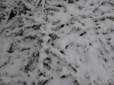 Kışın karlı bir ağaç dalının yakın ayrıntıları