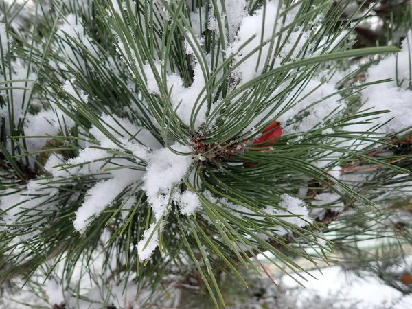 Close Detail Tree Branch Winter Snow — Stock Photo, Image