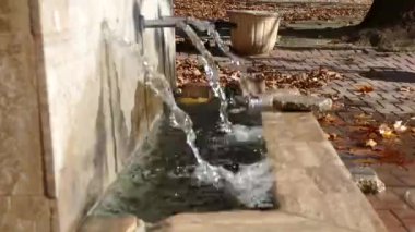 Erkek yetişkin tavuk avluda