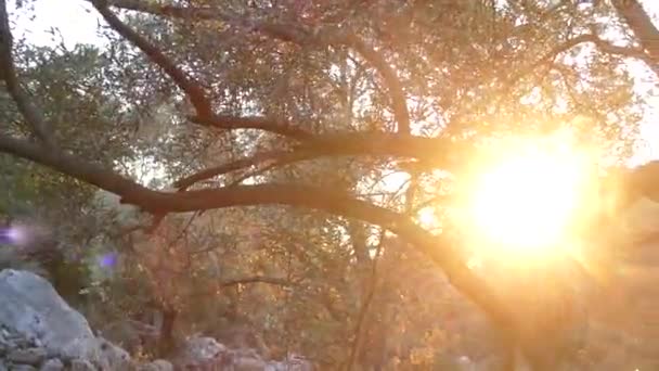 Sonne Morgen Olivenbaum — Stockvideo