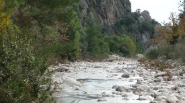 Erkek yetişkin tavuk avluda