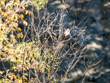 Ağaç dallarında küçük bir kuş