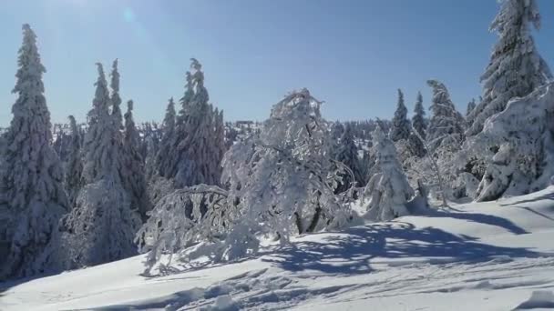 Nieve Árbol Congelado Invierno Las Montañas — Vídeo de stock