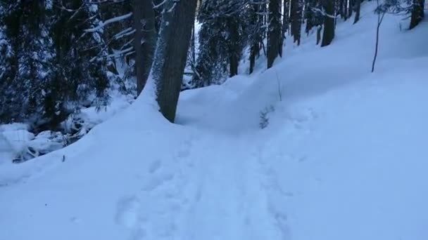在雪地里的树林里远足 — 图库视频影像