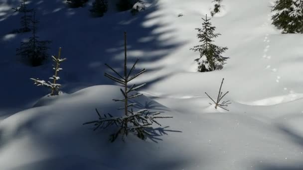 Zamarznięte Drzewo Zimie Górach — Wideo stockowe