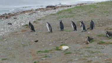 Güney Amerika 'daki Magdalena Adası' ndaki Macellan Pinguin kolonisi.