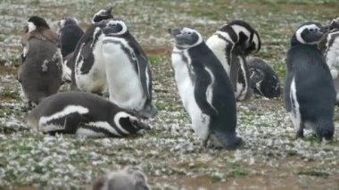Güney Amerika 'daki Magdalena Adası' ndaki Macellan Pinguin kolonisi.