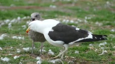 Patagonya doğasında bir kuş.